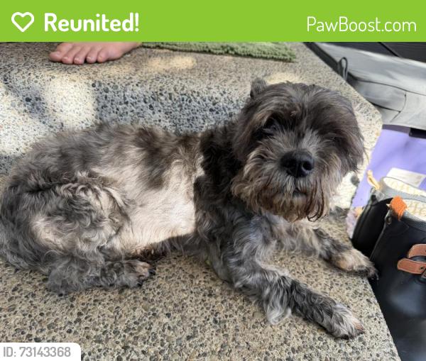 Reunited Female Dog last seen Woodland Ave E, Puyallup, WA, USA, Puyallup, WA 98373