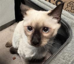 Shelter Stray Male Cat last seen Near BLOCK S GRAND AVE, SAN JACINTO CA 92582, 581 S Grand Ave, San Jacinto, CA 92582, USA