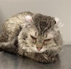 Shelter Stray Male Cat last seen Near BLOCK DANUBE CT, HEMET CITY, 581 S Grand Ave, San Jacinto, CA 92582, USA