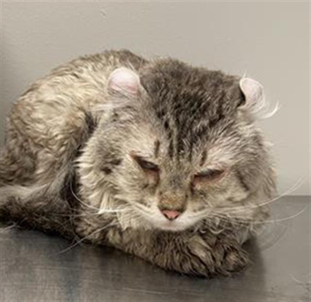 Shelter Stray Male Cat last seen Near BLOCK DANUBE CT, HEMET CITY, 581 S Grand Ave, San Jacinto, CA 92582, USA