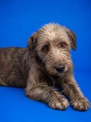Shelter Stray Female Dog last seen , 2020 Forest St, Jacksonville, FL 32204, USA