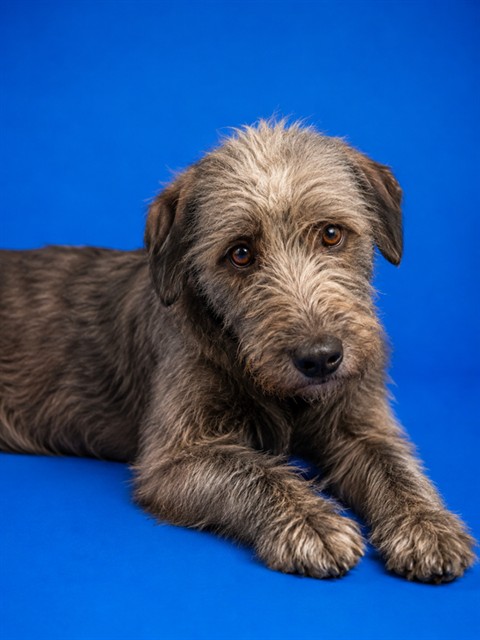 Shelter Stray Female Dog last seen , 2020 Forest St, Jacksonville, FL 32204, USA