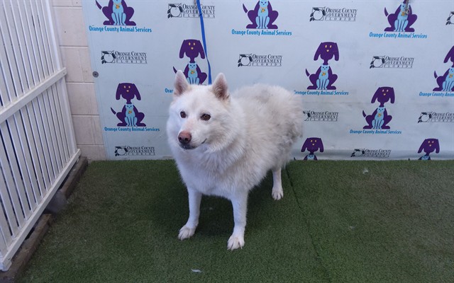 Shelter Stray Male Dog last seen , 2769 Conroy Rd, Orlando, FL 32839, USA