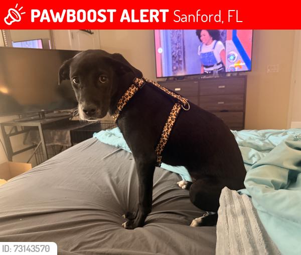 Lost Female Dog last seen Casa Marina Place - at the end of the cul-de-sac, Sanford, FL 32771