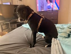 Lost Female Dog last seen Casa Marina Place - at the end of the cul-de-sac, Sanford, FL 32771