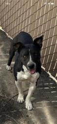 Shelter Stray Female Dog last seen Near BLOCK S LOTUS AVE, FRESNO CA 93706 5030, 5277 E Airways Blvd, Fresno, CA 93727, USA