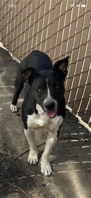 Shelter Stray Female Dog last seen Near BLOCK S LOTUS AVE, FRESNO CA 93706 5030, 5277 E Airways Blvd, Fresno, CA 93727, USA