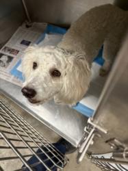 Shelter Stray Female Dog last seen , West Valley Animal Shelter, 20655 Plummer St, Chatsworth, CA 91311, USA