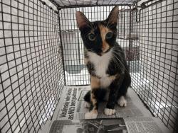 Shelter Stray Female Cat last seen Near BLOCK BANKS RD, MARGATE FL 33063, 2400 SW 42nd St, Fort Lauderdale, FL 33312, USA