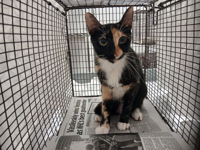 Shelter Stray Female Cat last seen Near BLOCK BANKS RD, MARGATE FL 33063, 2400 SW 42nd St, Fort Lauderdale, FL 33312, USA