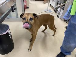 Shelter Stray Male Dog last seen Near BLOCK N 25TH ST, 3839 W Burnham St, West Milwaukee, WI 53215, USA