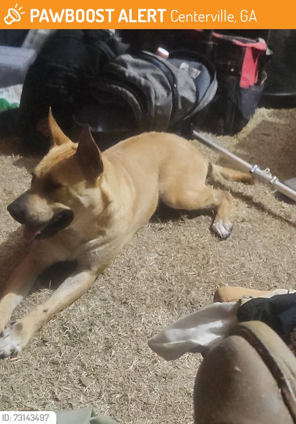 Found/Stray Female Dog last seen Davis dr, Centerville, GA 31028