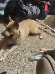 Found/Stray Female Dog last seen Davis dr, Centerville, GA 31028