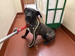Shelter Stray Male Dog last seen Near BLOCK W GREENFIELD AVE, 3839 W Burnham St, West Milwaukee, WI 53215, USA