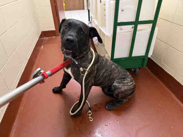 Shelter Stray Male Dog last seen Near BLOCK W GREENFIELD AVE, 3839 W Burnham St, West Milwaukee, WI 53215, USA