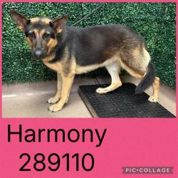 Shelter Stray Female Dog last seen KENT DR, 4214 Fulton Mill Rd, Macon, GA 31216, USA