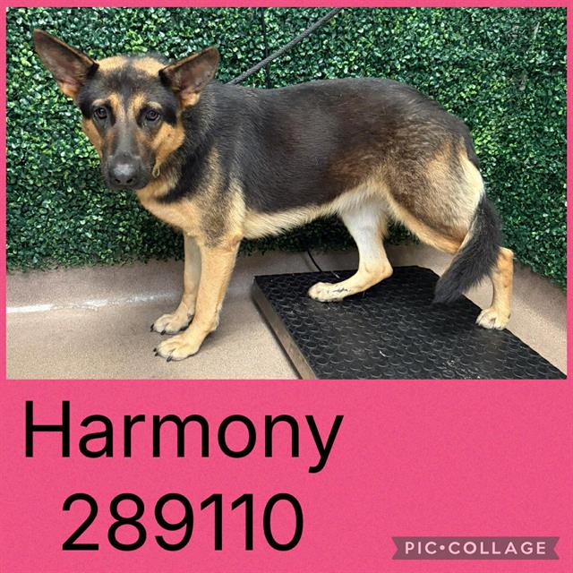 Shelter Stray Female Dog last seen KENT DR, 4214 Fulton Mill Rd, Macon, GA 31216, USA