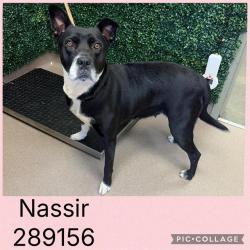 Shelter Stray Female Dog last seen Near BLOCK FORSYTH RD, 4214 Fulton Mill Rd, Macon, GA 31216, USA
