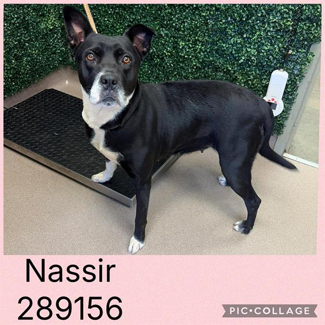 Shelter Stray Female Dog last seen Near BLOCK FORSYTH RD, 4214 Fulton Mill Rd, Macon, GA 31216, USA