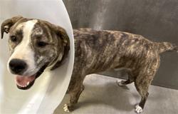 Shelter Stray Male Dog last seen , 5210 W Ave I, Lancaster, CA 93536, USA