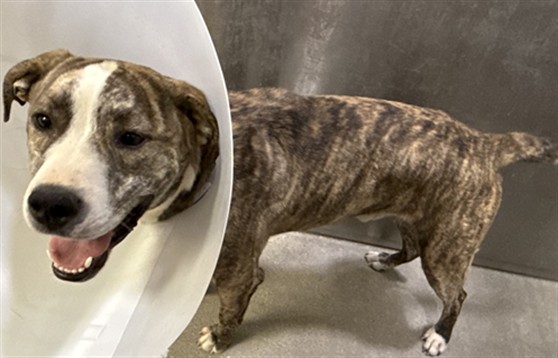 Shelter Stray Male Dog last seen , 5210 W Ave I, Lancaster, CA 93536, USA