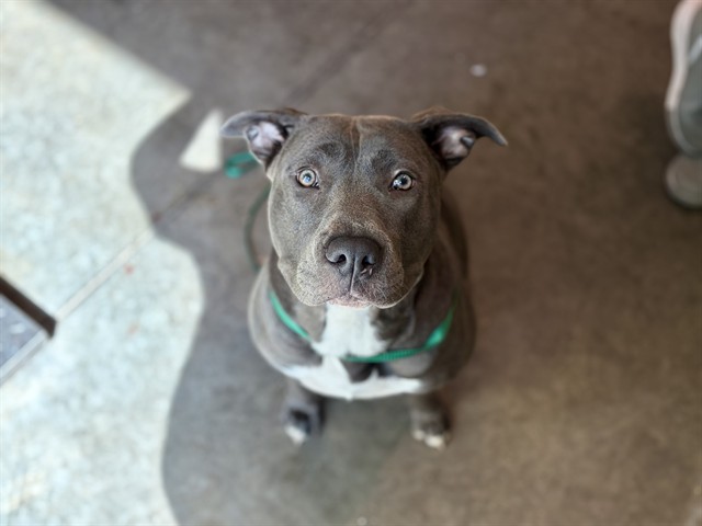 Shelter Stray Female Dog last seen HILL ST EUSTIS, 12280 County Rd 448, Tavares, FL 32778, USA