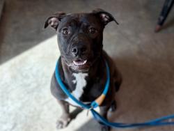 Shelter Stray Female Dog last seen HILL ST EUSTIS, 12280 County Rd 448, Tavares, FL 32778, USA