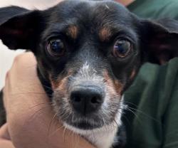 Shelter Stray Female Dog last seen , 4000 N Silverbell Rd, Tucson, AZ 85745, USA