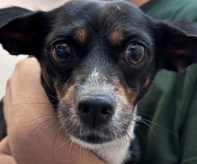 Shelter Stray Female Dog last seen , 4000 N Silverbell Rd, Tucson, AZ 85745, USA