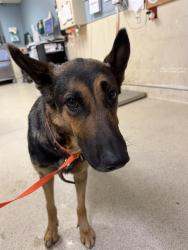 Shelter Stray Female Dog last seen Near BLOCK VAN BUREN BLVD RIVERSIDE CA 92503, 6851 Van Buren Boulevard, Jurupa Valley, CA 92509, USA
