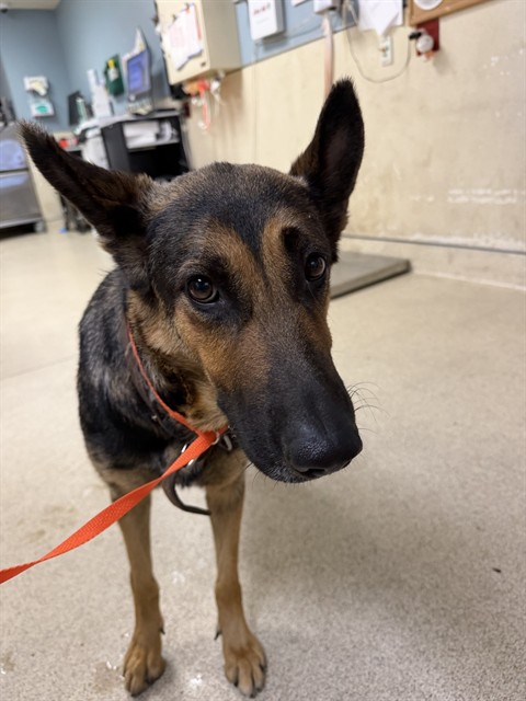 Shelter Stray Female Dog last seen Near BLOCK VAN BUREN BLVD RIVERSIDE CA 92503, 6851 Van Buren Boulevard, Jurupa Valley, CA 92509, USA