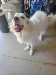 Reunited Male Dog last seen Tierra Rosa Lane and Mariposa, Chico, CA 95973