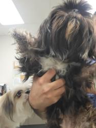Shelter Stray Female Dog last seen , 14409 Vanowen St, Van Nuys, CA 91405, USA