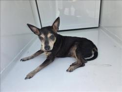 Shelter Stray Female Dog last seen , 1850 W 60th St, Los Angeles, CA 90047, USA