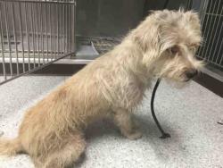 Shelter Stray Male Dog last seen , 1850 W 60th St, Los Angeles, CA 90047, USA