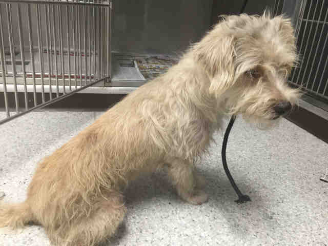 Shelter Stray Male Dog last seen , 1850 W 60th St, Los Angeles, CA 90047, USA