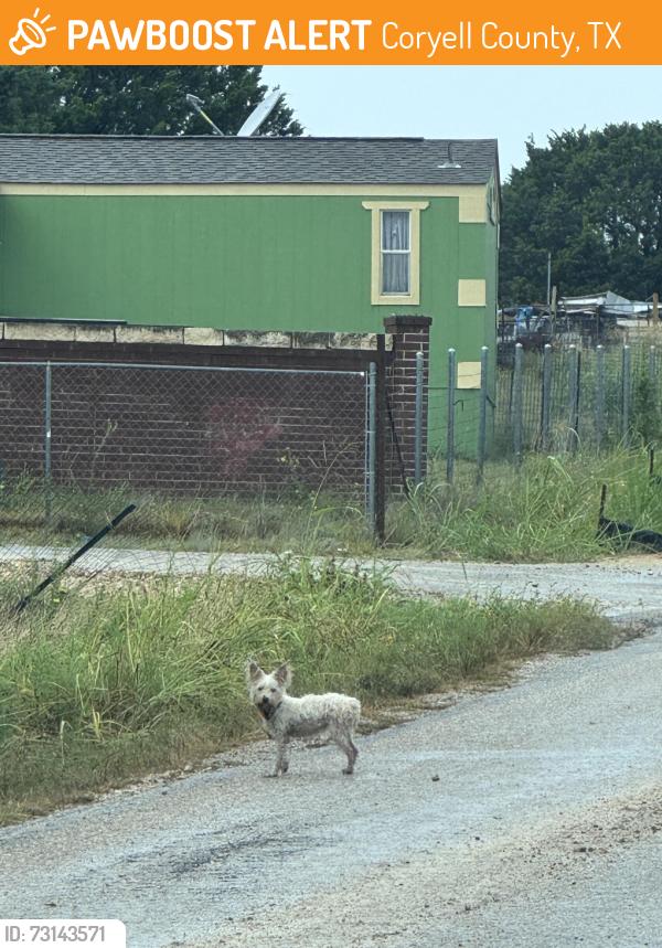 Found/Stray Unknown Dog last seen Lutheran Church and Harrell and Julia copperas cove, Coryell County, TX 76522