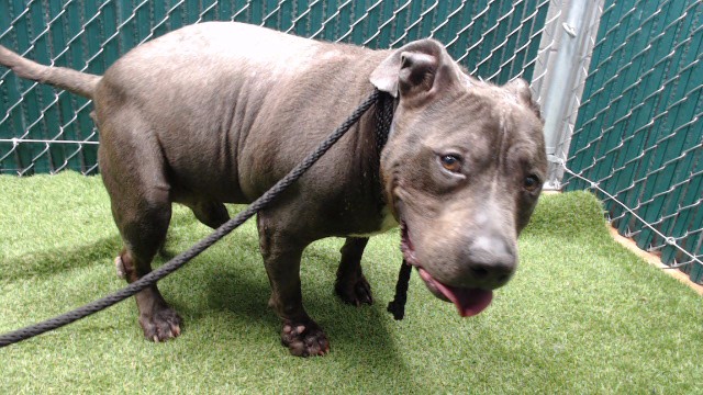 Shelter Stray Male Dog last seen , 11258 Garfield Ave, Downey, CA 90242, USA