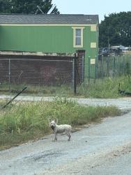 Found/Stray Unknown Dog last seen Lutheran Church and Harrell and Julia copperas cove, Coryell County, TX 76522