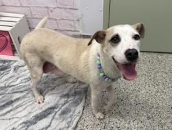 Shelter Stray Female Dog last seen Near BLOCK LAWRENCE, DETROIT, MI 48204, 7401 Chrysler Dr, Detroit, MI 48211, USA
