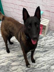 Shelter Stray Male Dog last seen Near BLOCK ANDOVER ST, DETROIT MI 48203, 7401 Chrysler Dr, Detroit, MI 48211, USA