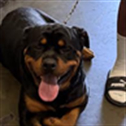 Shelter Stray Male Dog last seen , 1850 W 60th St, Los Angeles, CA 90047, USA