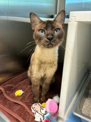 Shelter Stray Female Cat last seen Near BLOCK JOSEPHINE ST, 12155 Park Blvd, Brighton, CO 80601, USA