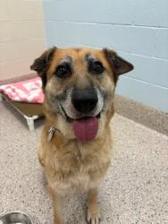 Shelter Stray Female Dog last seen Near BLOCK QUEBEC PKWY 80022, 12155 Park Blvd, Brighton, CO 80601, USA