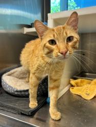 Shelter Stray Male Cat last seen PARK BLVD & WILD WOOD, 12155 Park Blvd, Brighton, CO 80601, USA