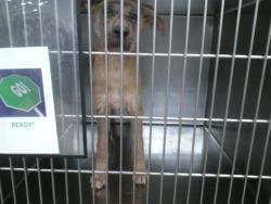 Shelter Stray Unknown Dog last seen Near BLOCK SW 22ND ST, 2811 SE 29th St, Oklahoma City, OK 73129, USA