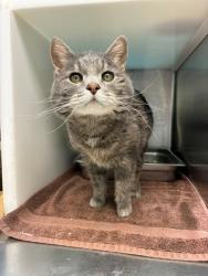 Shelter Stray Female Cat last seen Near BLOCK OAK HILL WAY, 12155 Park Blvd, Brighton, CO 80601, USA