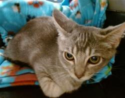 Shelter Stray Unknown Cat last seen , 2811 SE 29th St, Oklahoma City, OK 73129, USA