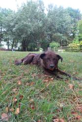 Shelter Stray Male Dog last seen CHARLOTTE, 8315 Byrum Dr, Charlotte, NC 28217, USA