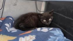 Shelter Stray Male Cat last seen CHARLOTTE, 8315 Byrum Dr, Charlotte, NC 28217, USA